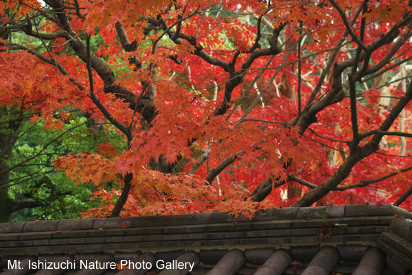 kyoto (027)